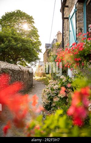 Sentier de rêve sur le mur de la ville avec des géraniums rouges sur les fenêtres et des hortensias, rue du Ruicard, la Roche-Bernard, Vilaine, département du Morbihan, Brittan Banque D'Images