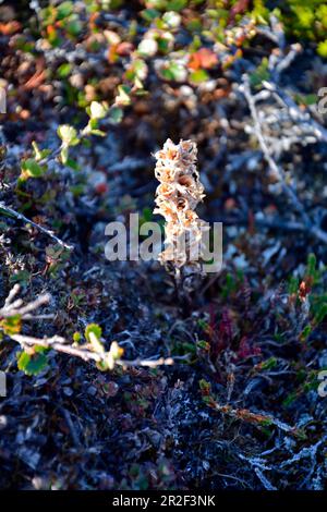 Flore arctique dans l'ouest du Groenland; autour de Qeqertarsuaq; végétation typique de la toundra adaptée au climat; seulement les plantes à faible croissance; au centre un ar Banque D'Images