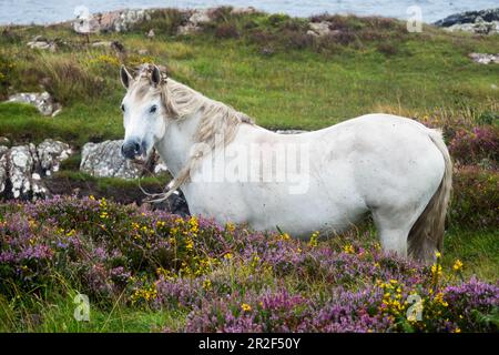 Connemara Pony, Equus ferus caballus, Connemara, Comté de Galway, Irlande, Europe Banque D'Images