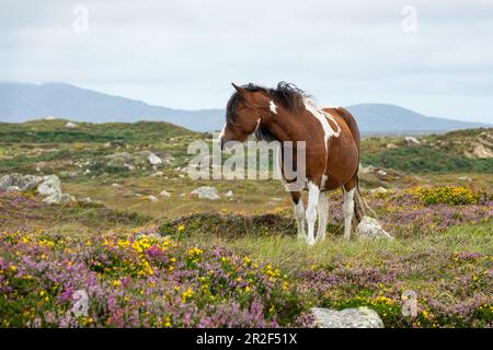 Connemara Pony, Equus ferus caballus, Connemara, Comté de Galway, Irlande, Europe Banque D'Images