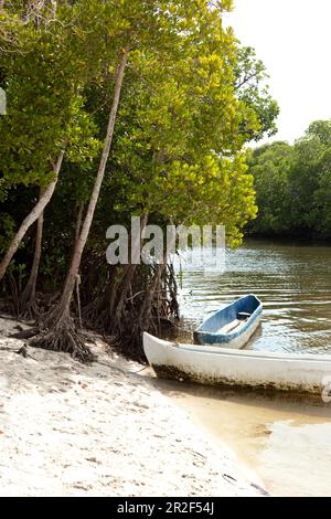 Blue Safari à travers les mangroves de Mida Creek, Watamu, Malindi, Kenya Banque D'Images