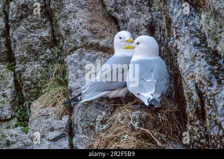 Deux mouettes se trouvent sur une corniche, Lofoten, Nordland, Norvège Banque D'Images