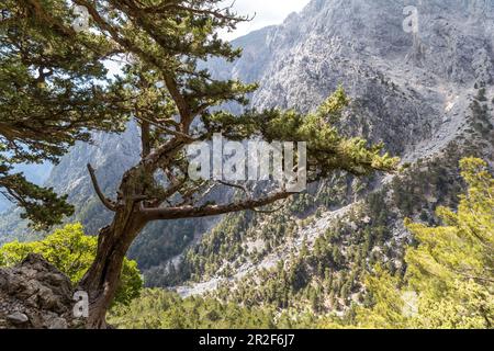 Vue depuis le point de départ de la randonnée dans les gorges de Samaria, Crète de l'Ouest, Grèce Banque D'Images