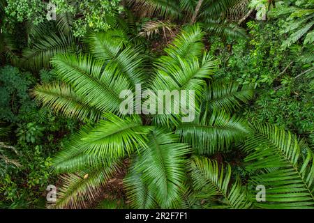 Vue aérienne de la végétation luxuriante sous une télécabine près du canal de Panama, près de Colon, Panama, Amérique centrale Banque D'Images