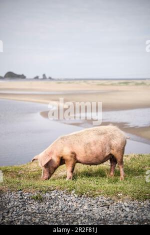 Les cochons de l'aire de répartition se broutent sur la plage Playa Bahia Mansa, au Chili, dans le Pacifique Sud, dans l'océan Pacifique, en Amérique du Sud Banque D'Images