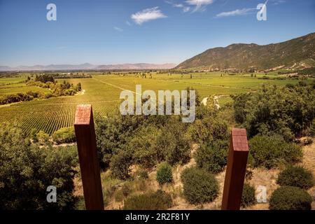 Régions viticoles, Lapostolle Winery, Santa Cruz, Colchagua Valley (région viticole), Chili, Amérique du Sud Banque D'Images