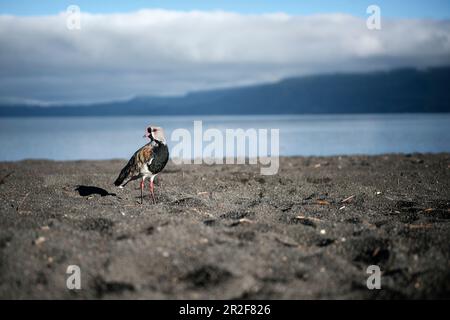 Oiseau sur sable noir sur la plage (Playa Grande) au lac Villarrica, Pucon, Región de la Araucanía, Chili, Amérique du Sud Banque D'Images