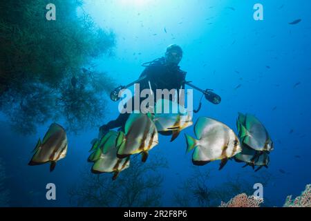 Shoal de la palangre, Platax teira, Nouvelle-Irlande, Papouasie-Nouvelle-Guinée Banque D'Images