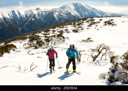 Excursion en ski dans le parc national alpin près de Mt. Loch, Mt. Surmatelas à plumes en arrière-plan, Victoria, Australie Banque D'Images