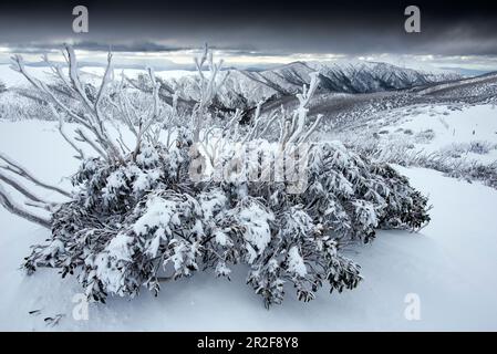 Eucalyptus de neige après une tempête de neige dans le Mt. Domaine skiable de Hotham. En arrière-plan Mt. À plumes, Victoria, Australie Banque D'Images