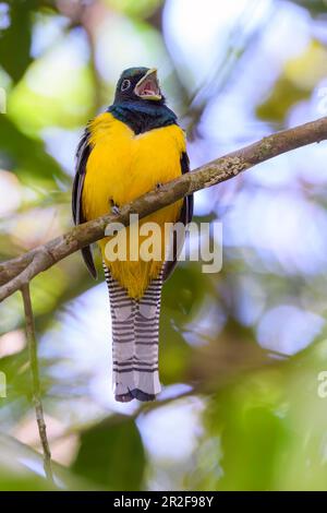 Garbtered trogon (Trogon caligatus, homme) de Las Arrieras, Sarapiqui, Costa Rica. Banque D'Images