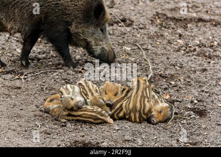 Sanglier (sus scrofa), femelle truie de jeunes enfants, enceinte de sanglier, Stuttgart, Bade-Wurtemberg, Allemagne Banque D'Images