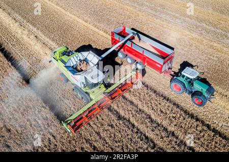 La récolte du grain est sur le point d'être terminée. L'épeautre est battu dans l'albe souabe près d'Amstetten. Moissonneuse-batteuse Claas Lexion 770. 11.08.2022: Allemagne Banque D'Images