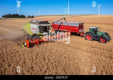 Récolte de céréales dans le Jura souabe, épeautre, moissonneuse-batteuse Claas Lexion 770, éoliennes à l'horizon, photo de drone, Amstetten Banque D'Images