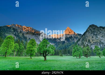 Geiselstein dans l'Alpenglow, prés avec érable sycomore en premier plan, Wankerfleck, Alpes d'Ammergau, Souabe, Bavière, Allemagne Banque D'Images