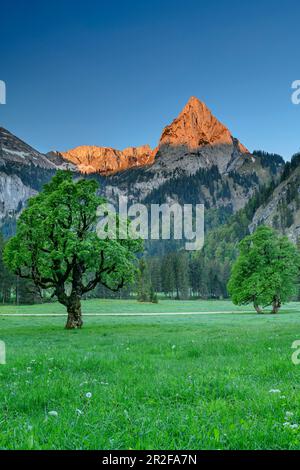 Geiselstein dans l'Alpenglow, prés avec érable sycomore en premier plan, Wankerfleck, Alpes d'Ammergau, Souabe, Bavière, Allemagne Banque D'Images