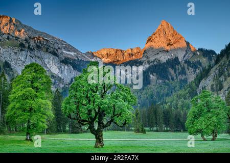 Geiselstein dans l'Alpenglow, prés avec érable sycomore en premier plan, Wankerfleck, Alpes d'Ammergau, Souabe, Bavière, Allemagne Banque D'Images