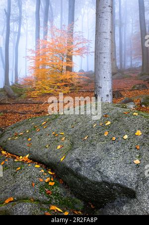 Matin brouillard dans le felsenmeer en automne, Lautertal, Odenwald, Hesse, Allemagne Banque D'Images