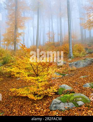 Matin brouillard dans le felsenmeer en automne, Lautertal, Odenwald, Hesse, Allemagne Banque D'Images