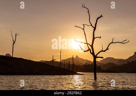 Arbres morts dans l'eau pendant la promenade en bateau sur le lac Ratchapapha dans la lumière du soir, parc national de Khao Sok, Khao Sok. Thaïlande Banque D'Images