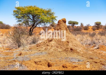 Kalahari, Gondwana Kalahari Park, Mariental, Namibie Banque D'Images