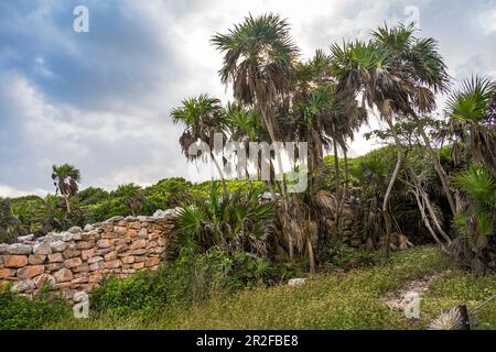Palmiers dans le domaine des sites mayas de Tulum, Quintana Roo, péninsule du Yucatan, Mexique Banque D'Images