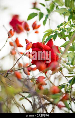 Hanche rose, rose chien ou rose chien (Rosa canina), fruits et fleurs Banque D'Images
