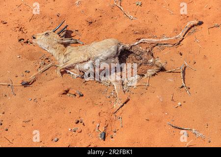 Kalahari, Gondwana Kalahari Park, Mariental, Namibie Banque D'Images