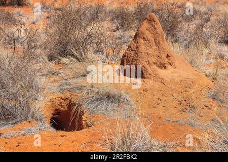 Kalahari, Gondwana Kalahari Park, Mariental, Namibie Banque D'Images