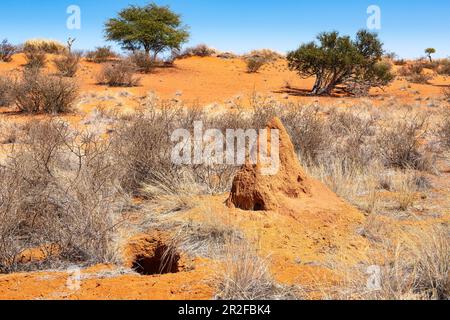 Kalahari, Gondwana Kalahari Park, Mariental, Namibie Banque D'Images