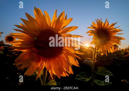 Tournesols sur un champ dans l'humeur du soir en contre-jour. Aubing, Munich, haute-Bavière, Bavière, Allemagne, Europe Banque D'Images