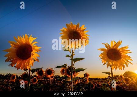 Tournesols sur un champ dans l'humeur du soir en contre-jour. Aubing, Munich, haute-Bavière, Bavière, Allemagne, Europe Banque D'Images