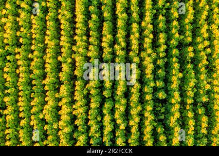 Une vue à vol d'oiseau des tournesols dans un champ. Aubing, Munich, haute-Bavière, Bavière, Allemagne, Europe Banque D'Images