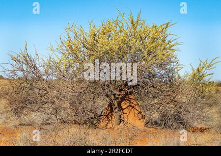 Kalahari, Gondwana Kalahari Park, Mariental, Namibie Banque D'Images