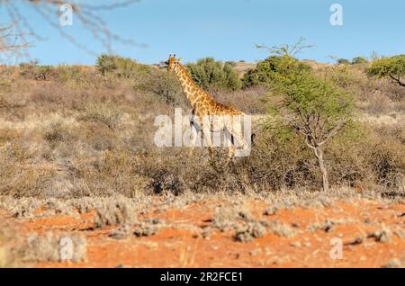 Kalahari, Gondwana Kalahari Park, Mariental, Namibie Banque D'Images