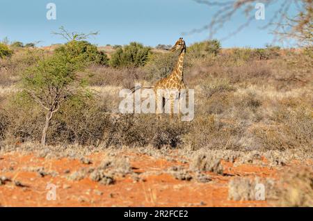 Kalahari, Gondwana Kalahari Park, Mariental, Namibie Banque D'Images