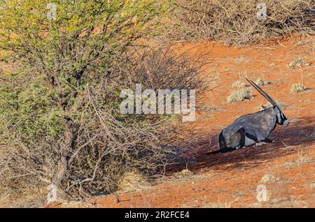 Kalahari, Gondwana Kalahari Park, Mariental, Namibie Banque D'Images