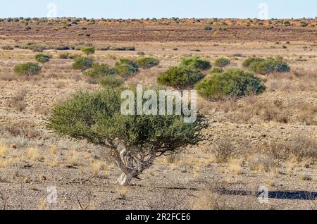 Kalahari, Gondwana Kalahari Park, Mariental, Namibie Banque D'Images