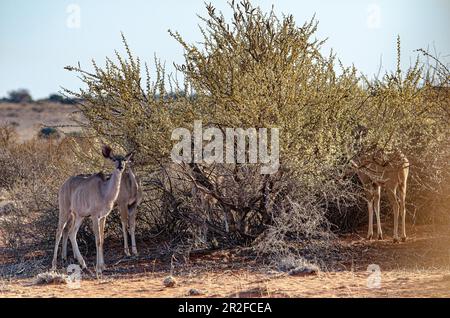 Kalahari, Gondwana Kalahari Park, Mariental, Namibie Banque D'Images