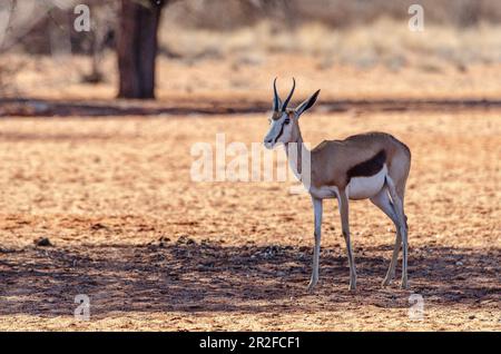 Kalahari, Gondwana Kalahari Park, Mariental, Namibie Banque D'Images