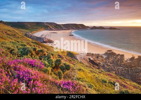 Heath et plage à Cap Erquy sur la côte nord de la Bretagne Banque D'Images