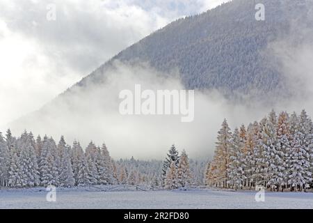 Lärchenwiesen zone de protection du paysage dans la première neige, fin de l'automne sur le plateau de Mieminger, Tyrol Banque D'Images