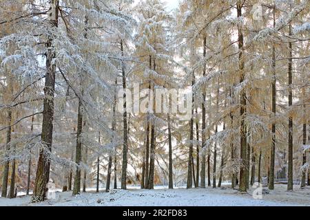 Lärchenwiesen zone de protection du paysage dans la première neige, fin de l'automne sur le plateau de Mieminger, Tyrol Banque D'Images