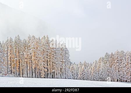 Lärchenwiesen zone de protection du paysage dans la première neige, fin de l'automne sur le plateau de Mieminger, Tyrol Banque D'Images