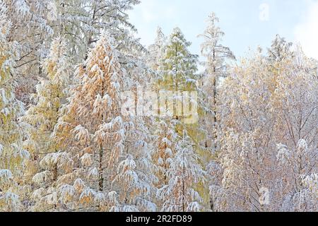 Lärchenwiesen zone de protection du paysage dans la première neige, fin de l'automne sur le plateau de Mieminger, Tyrol Banque D'Images