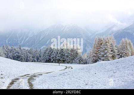 Promenez-vous dans la zone de protection du paysage de Lärchenwiesen avec la première neige, fin de l'automne sur le plateau de Mieminger, Tyrol Banque D'Images