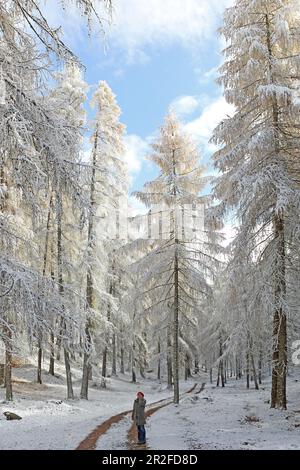 Promenez-vous dans la zone de protection du paysage de Lärchenwiesen avec la première neige, fin de l'automne sur le plateau de Mieminger, Tyrol Banque D'Images