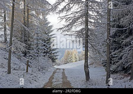 Lärchenwiesen zone de protection du paysage dans la première neige, fin de l'automne sur le plateau de Mieminger, Tyrol Banque D'Images