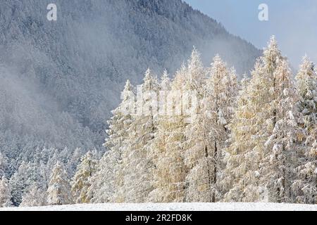 Lärchenwiesen zone de protection du paysage dans la première neige, fin de l'automne sur le plateau de Mieminger, Tyrol Banque D'Images