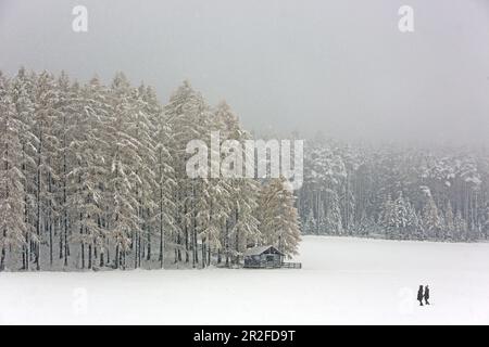 Lärchenwiesen zone de protection du paysage dans la première neige, près d'Arzkasten, Tyrol Banque D'Images